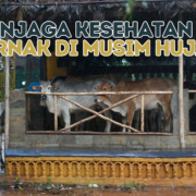 MENJAGA KESEHATAN TERNAK DI MUSIM HUJAN