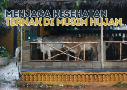 MENJAGA KESEHATAN TERNAK DI MUSIM HUJAN