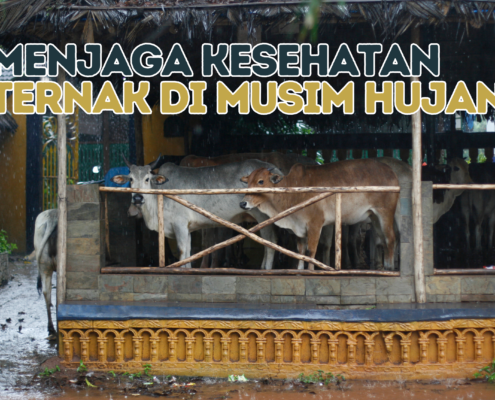 MENJAGA KESEHATAN TERNAK DI MUSIM HUJAN